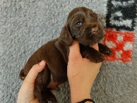 du Bois Vayernaude - Cocker Spaniel Anglais - Portée née le 11/02/2014