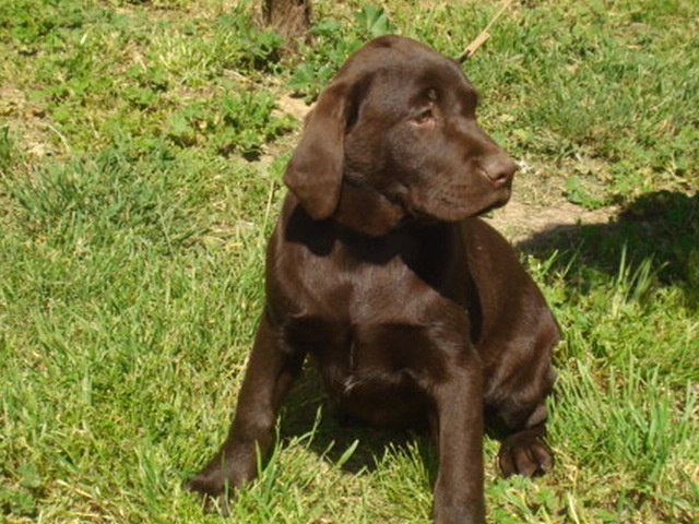 du Bois Vayernaude - Labrador Retriever - Portée née le 15/02/2012